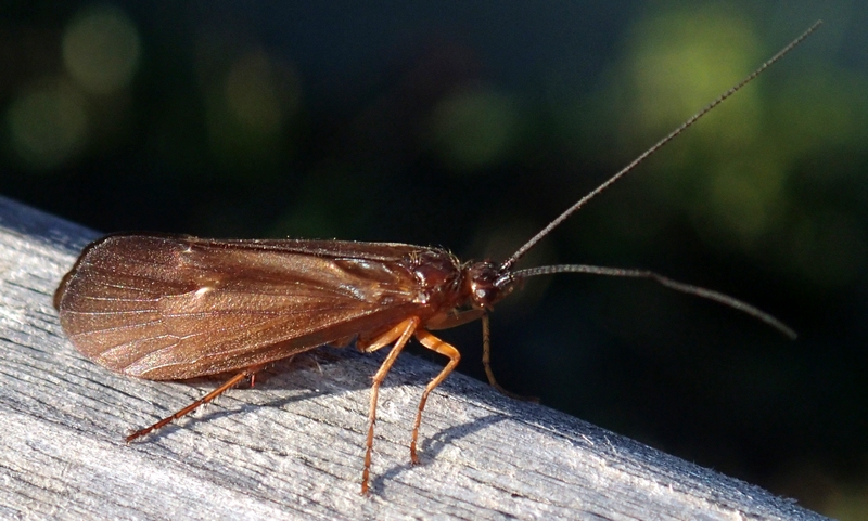 Limnephilidae?  S !